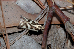 Epithymema incomposita