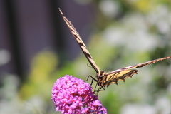 Papilio multicaudata