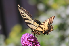 Papilio multicaudata