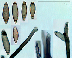 Pseudospiropes simplex