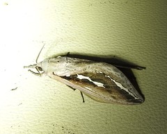 Abantiades labyrinthicus