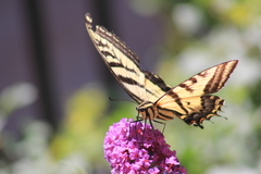 Papilio multicaudata
