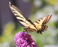 Papilio multicaudata
