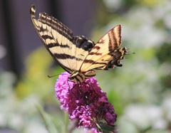 Papilio multicaudata