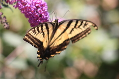 Papilio multicaudata