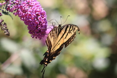 Papilio multicaudata