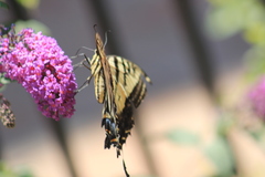 Papilio multicaudata
