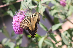 Papilio multicaudata