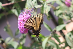 Papilio multicaudata