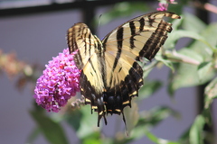 Papilio multicaudata