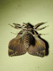 Abantiades labyrinthicus