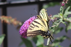 Papilio multicaudata