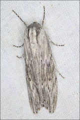 Capusa cuculloides