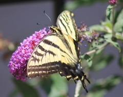 Papilio multicaudata