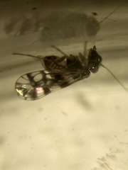 Propsocus pulchripennis
