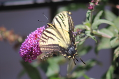 Papilio multicaudata
