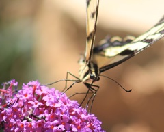 Papilio multicaudata