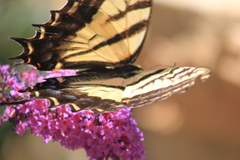 Papilio multicaudata