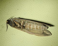 Abantiades labyrinthicus