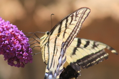 Papilio multicaudata