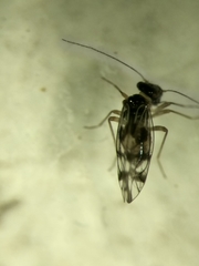 Propsocus pulchripennis