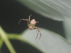 Spilosynema