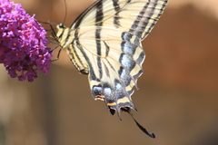 Papilio multicaudata