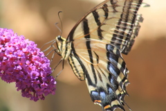 Papilio multicaudata