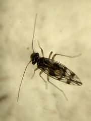 Propsocus pulchripennis