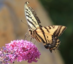 Papilio multicaudata
