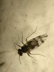 Propsocus pulchripennis