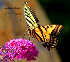 Papilio multicaudata