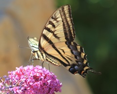 Papilio multicaudata