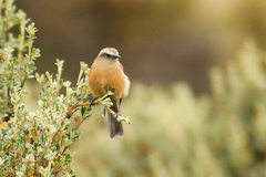 Ochthoeca fumicolor