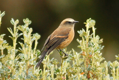 Ochthoeca fumicolor