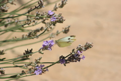 Pieris rapae