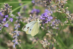 Pieris rapae