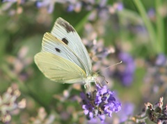Pieris rapae