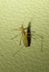 Sastrapada australica