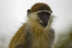 Chlorocebus aethiops