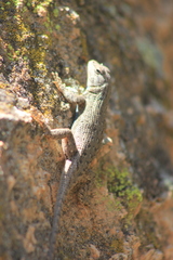 Sceloporus tristichus