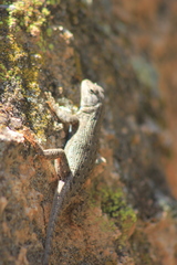 Sceloporus tristichus