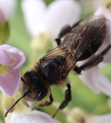 Andrena rosae