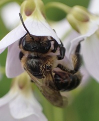 Andrena rosae