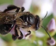 Andrena rosae