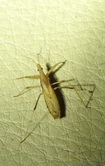 Sastrapada australica