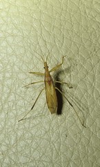 Sastrapada australica