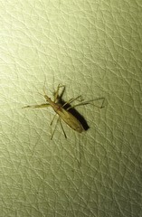 Sastrapada australica