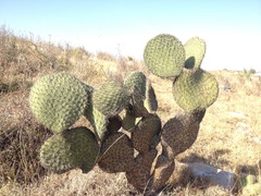 Opuntia huajuapensis