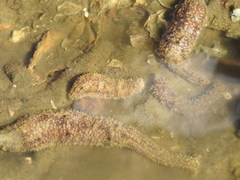 Holothuria pardalis
